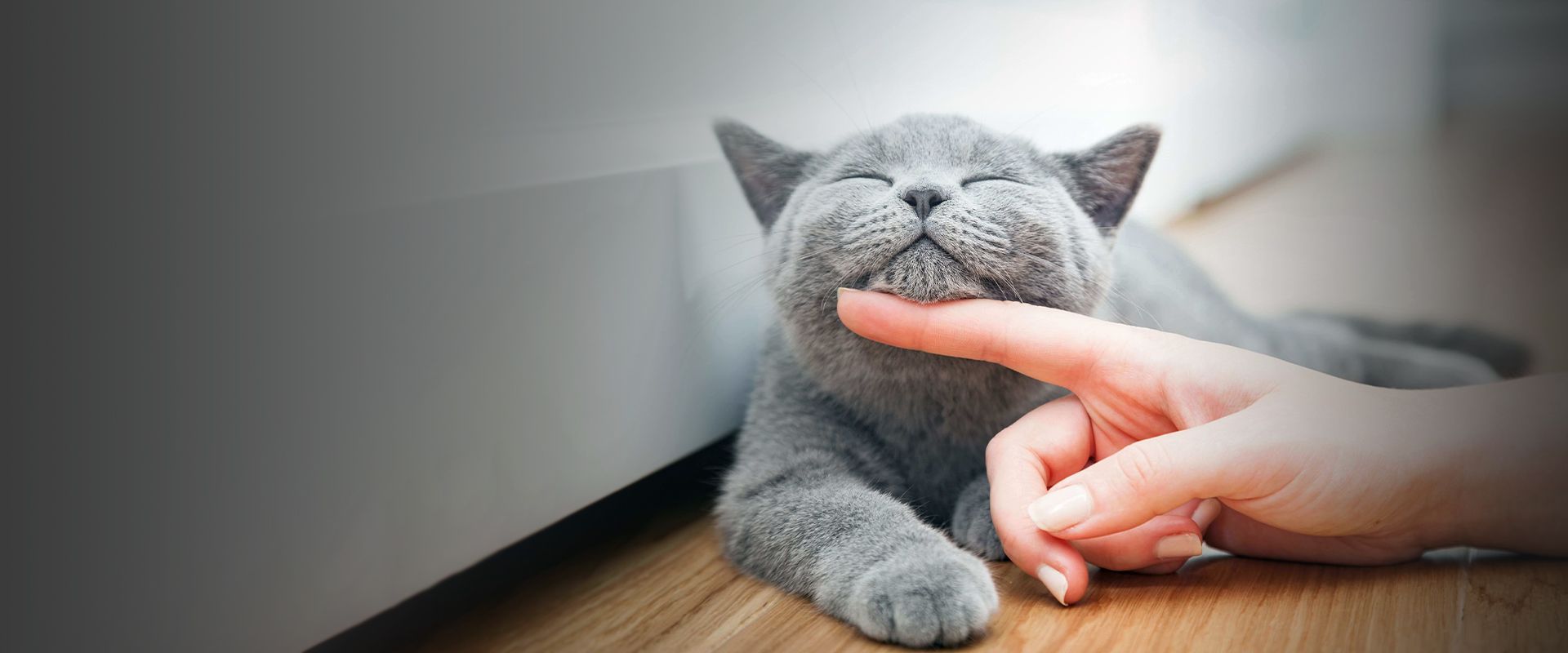 woman's hands petting gray cat